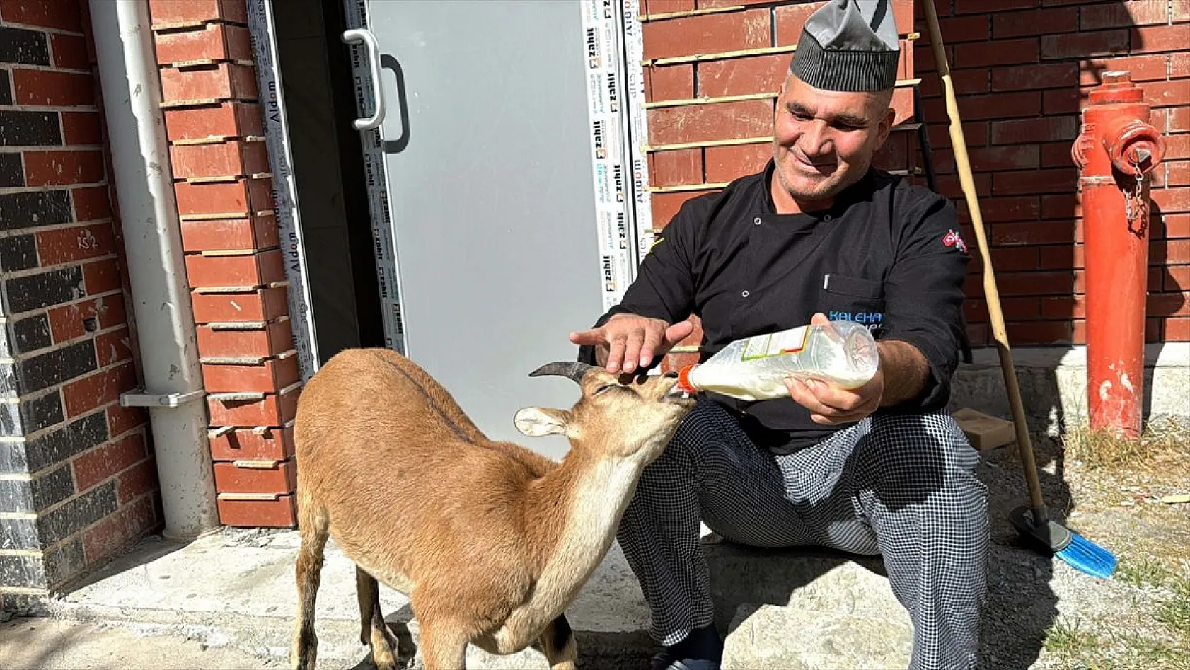 Baraj sahasını mesken tutan yavru dağ keçisini biberonla besliyorlar