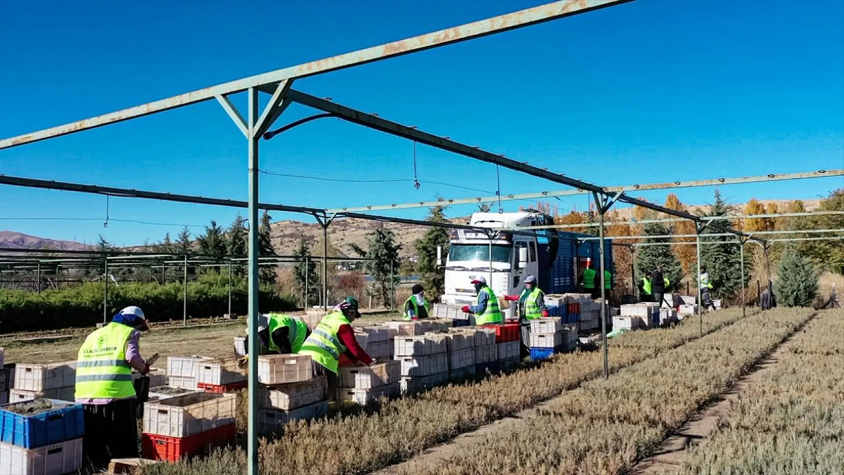 Doğu'da yetiştirilen milyonlarca fidan ülkeye nefes oluyor