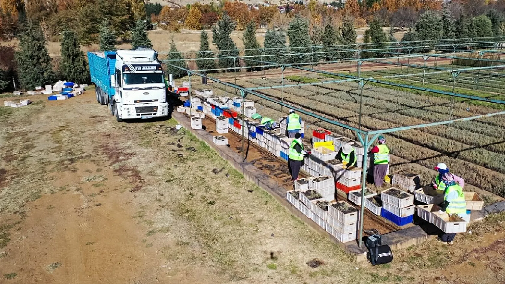 Doğu'da yetiştirilen milyonlarca fidan ülkeye nefes oluyor