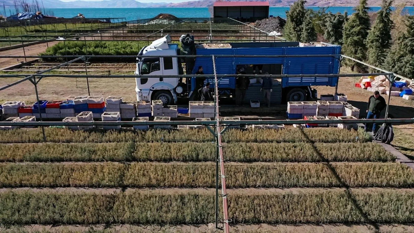 Doğu'da yetiştirilen milyonlarca fidan ülkeye nefes oluyor