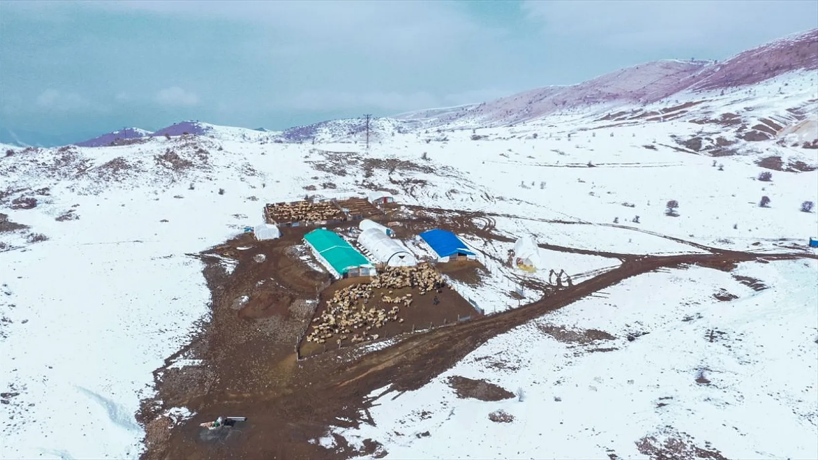 Karla kaplı meralar kuzu doğumlarıyla şenlendi