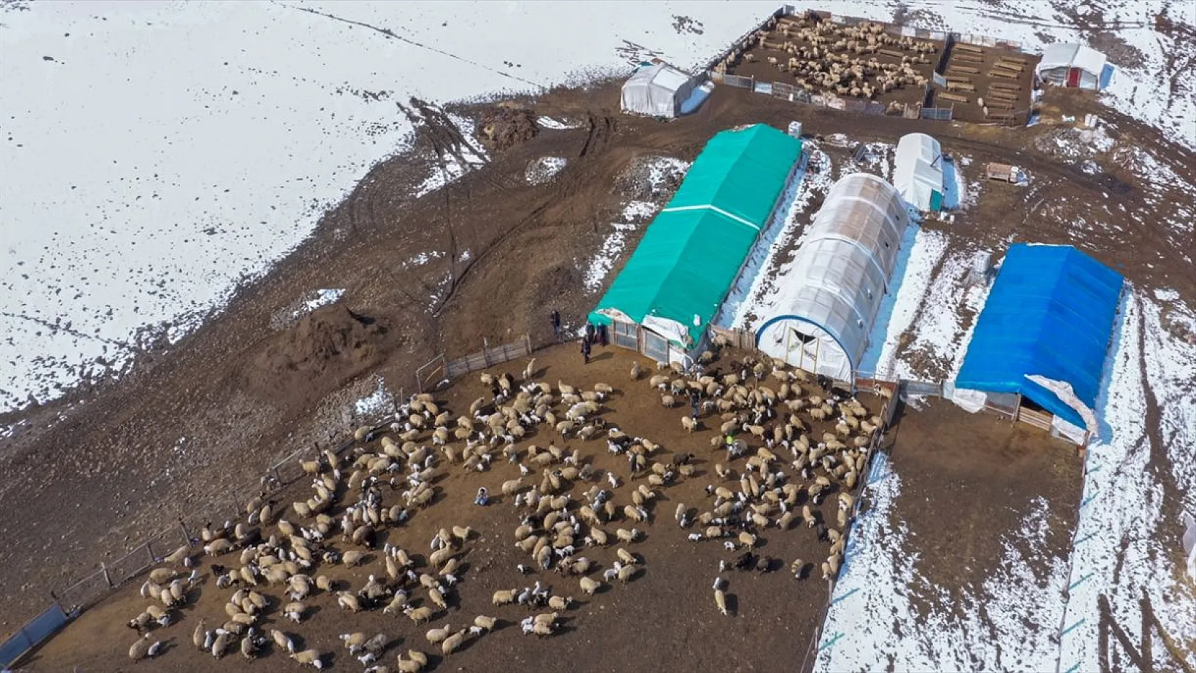 Karla kaplı meralar kuzu doğumlarıyla şenlendi