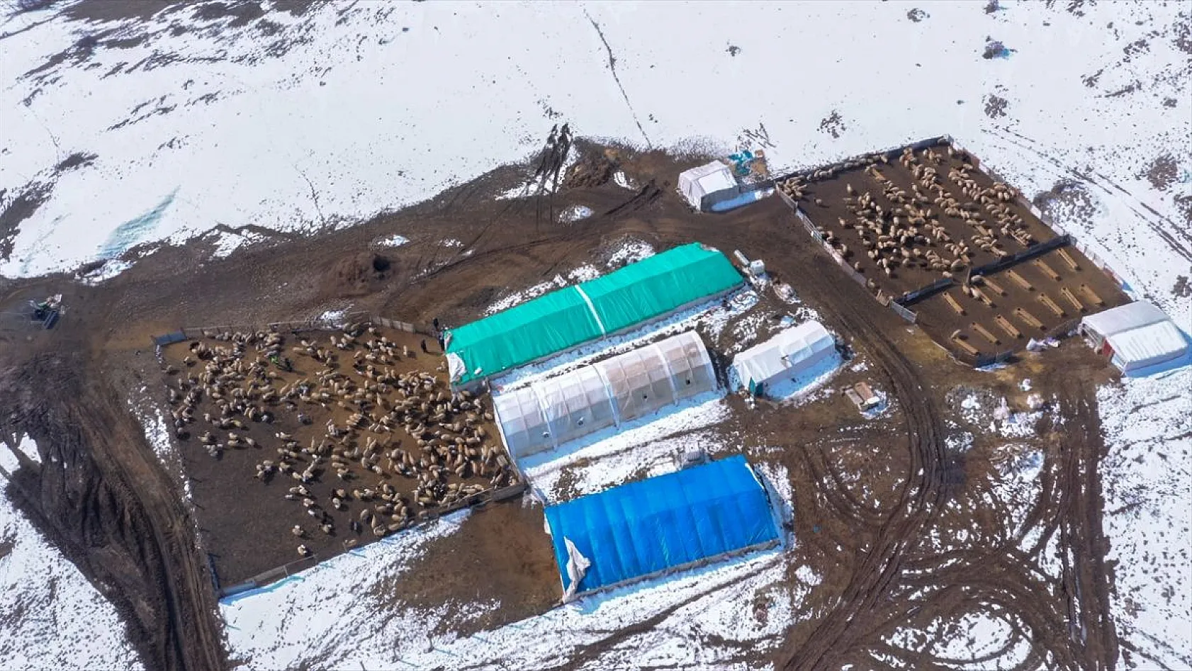 Karla kaplı meralar kuzu doğumlarıyla şenlendi