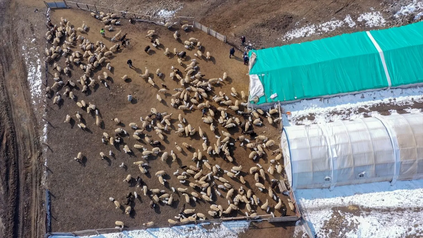 Karla kaplı meralar kuzu doğumlarıyla şenlendi