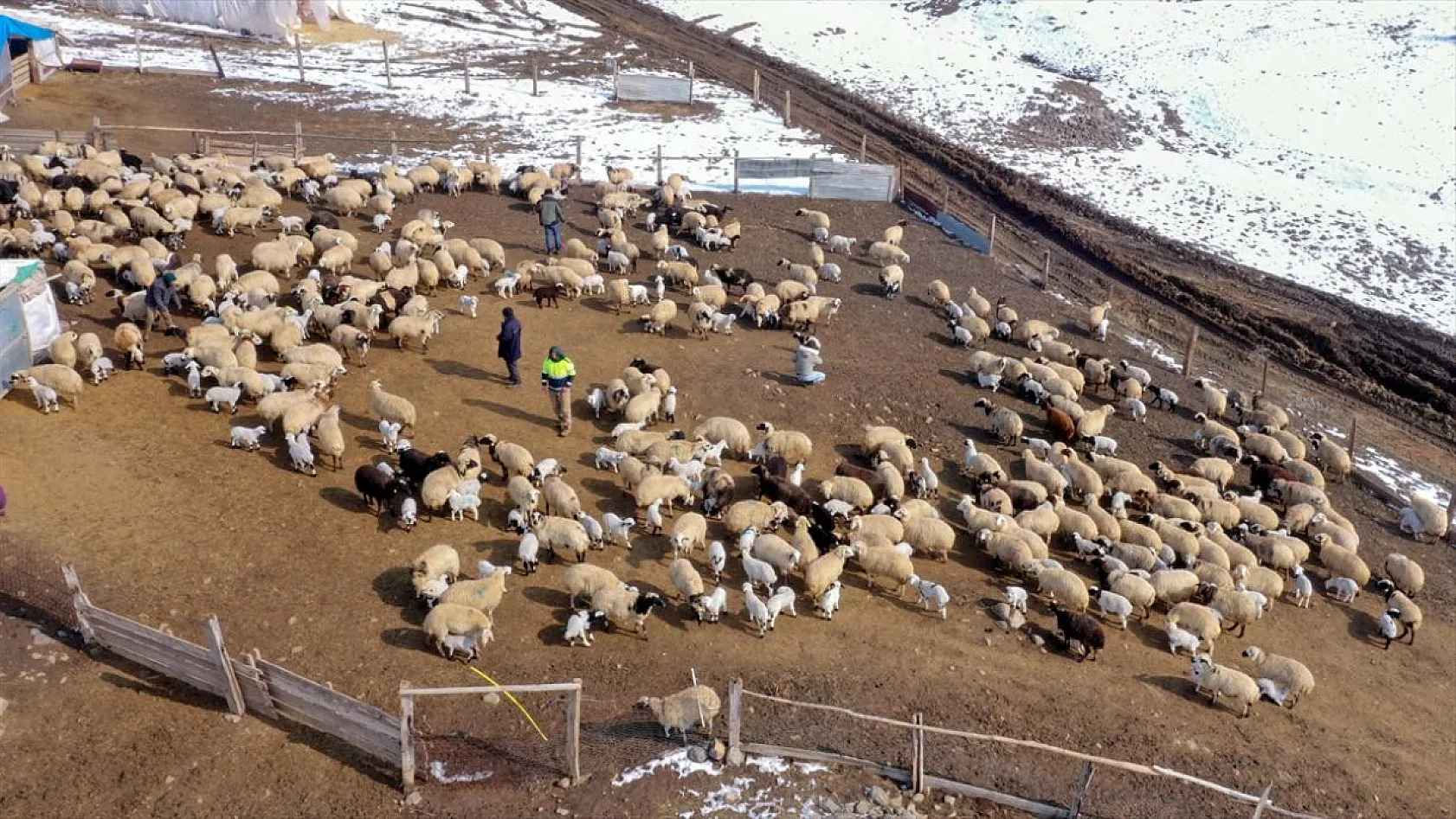 Karla kaplı meralar kuzu doğumlarıyla şenlendi