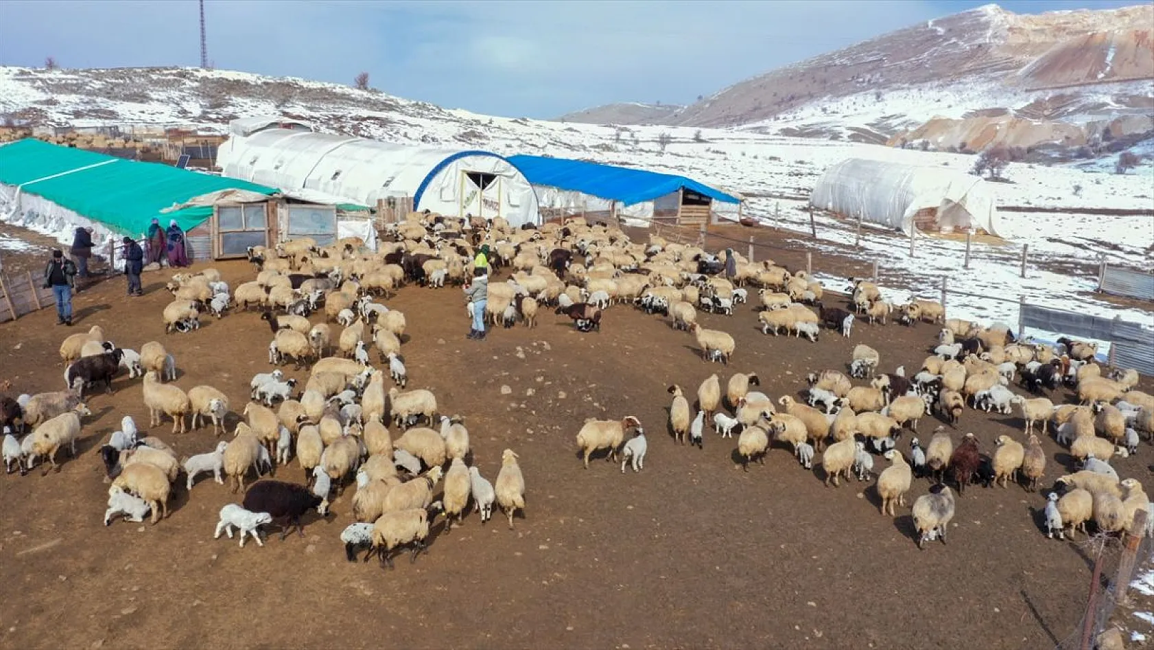 Karla kaplı meralar kuzu doğumlarıyla şenlendi