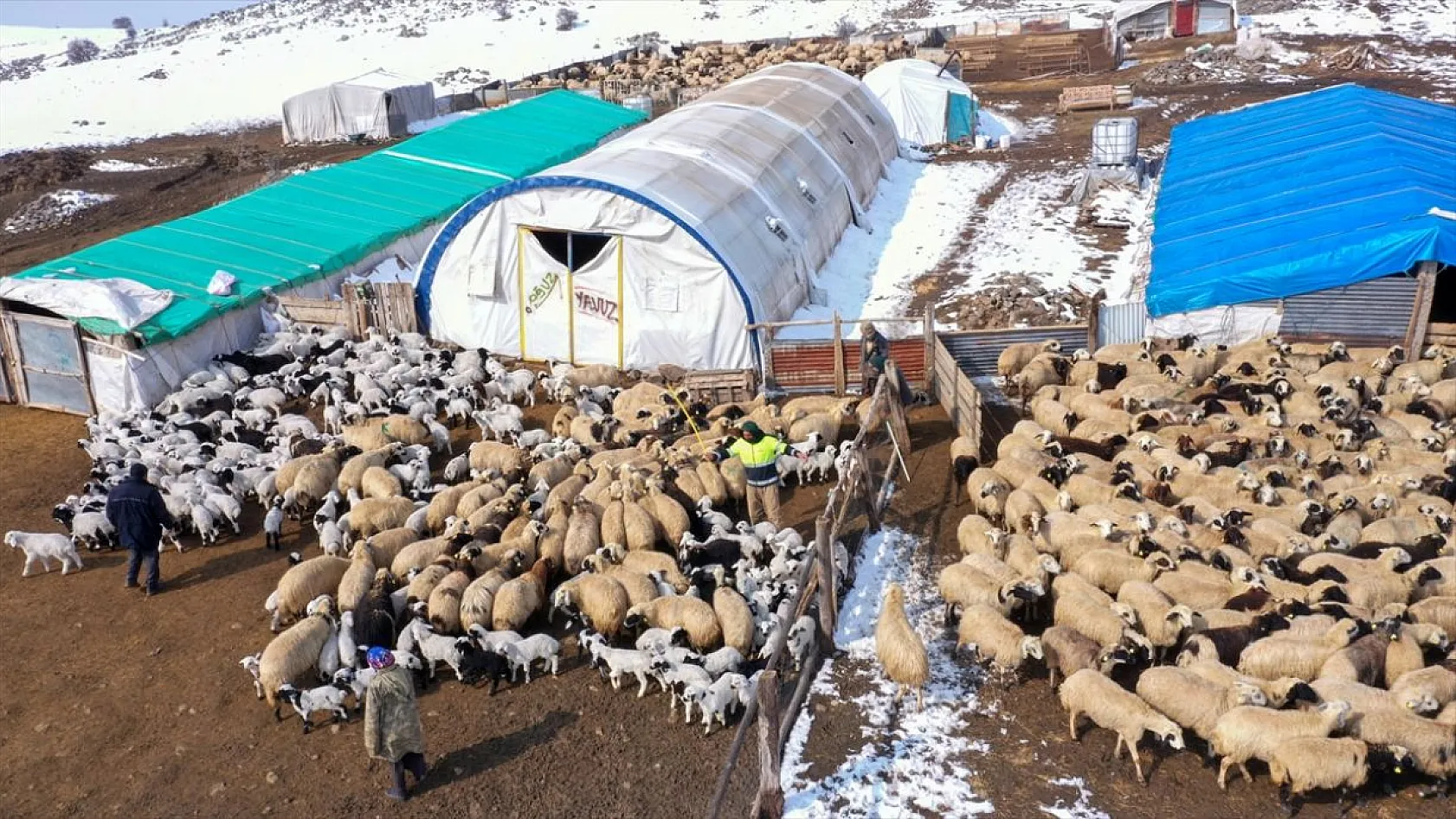 Karla kaplı meralar kuzu doğumlarıyla şenlendi