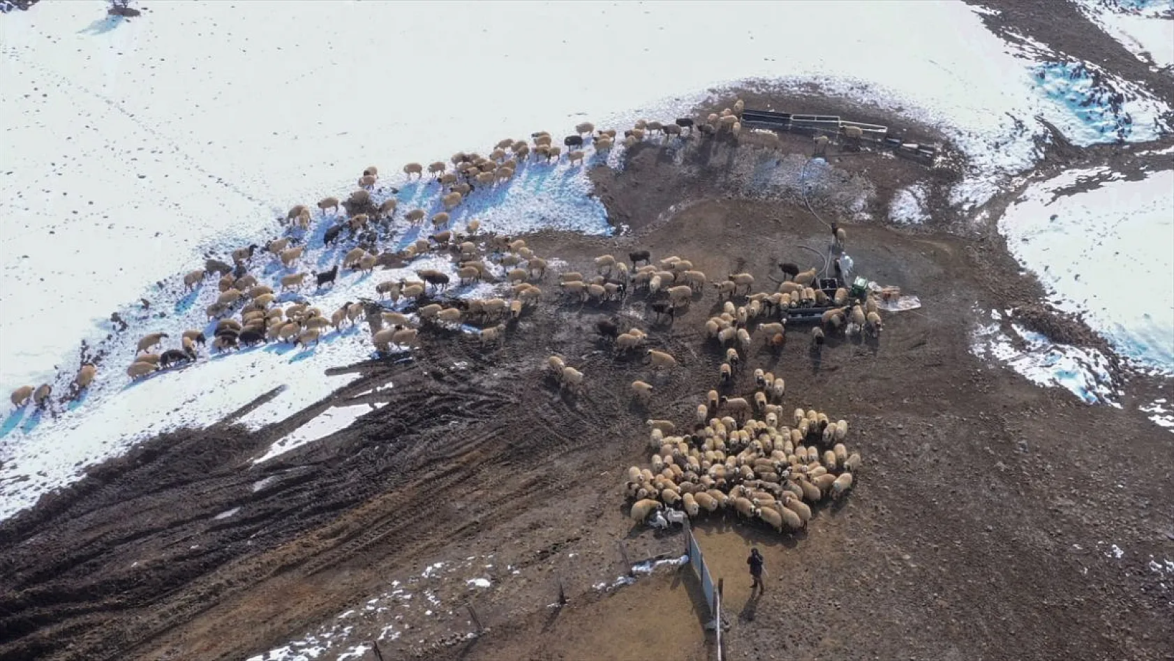 Karla kaplı meralar kuzu doğumlarıyla şenlendi