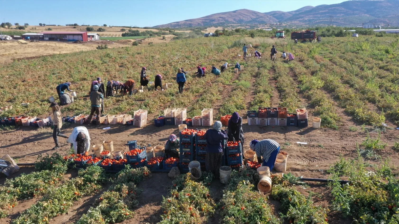 Elazığ'ın kurutulmuş domatesi dünya sofralarında