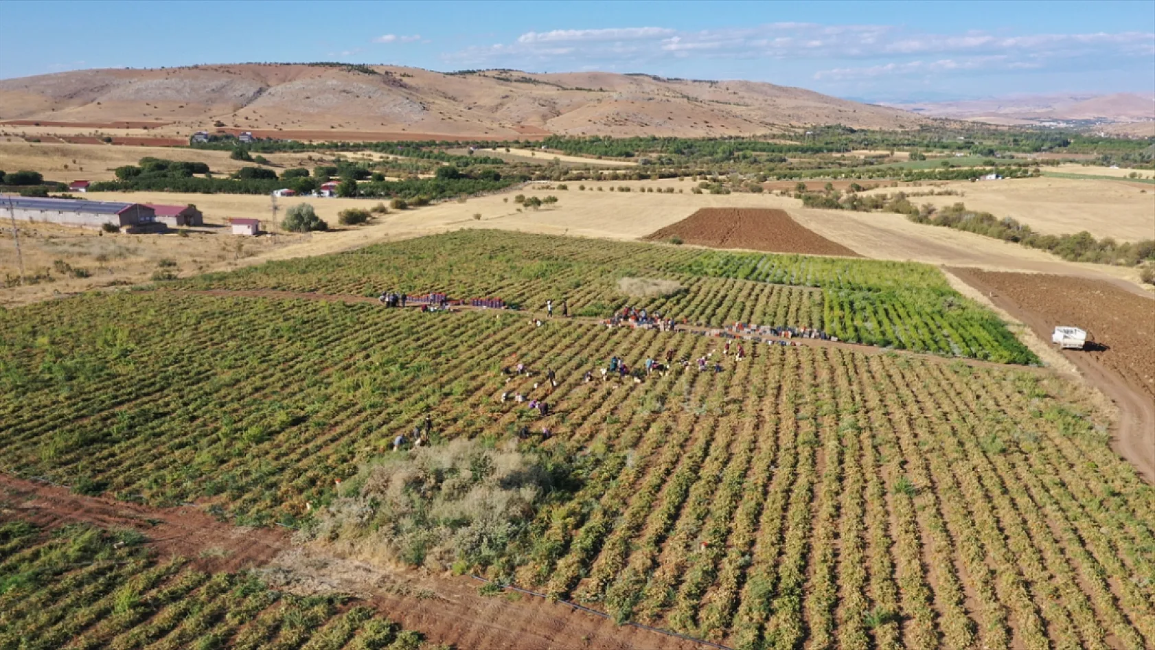 Elazığ'ın kurutulmuş domatesi dünya sofralarında