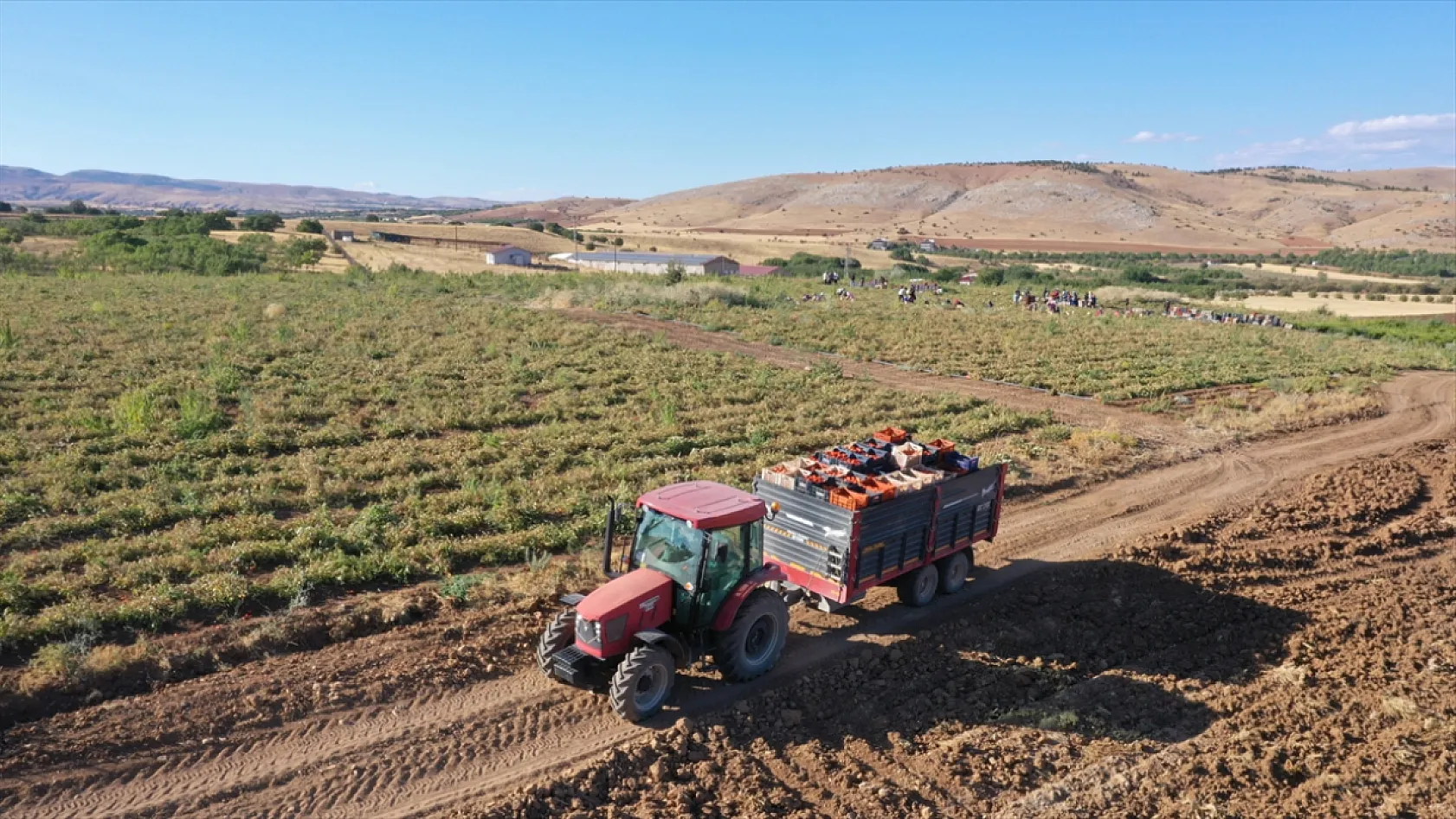 Elazığ'ın kurutulmuş domatesi dünya sofralarında