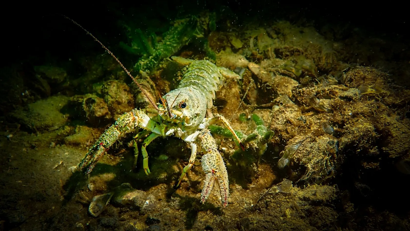 Elazığ'da suların altından medeniyet çıktı