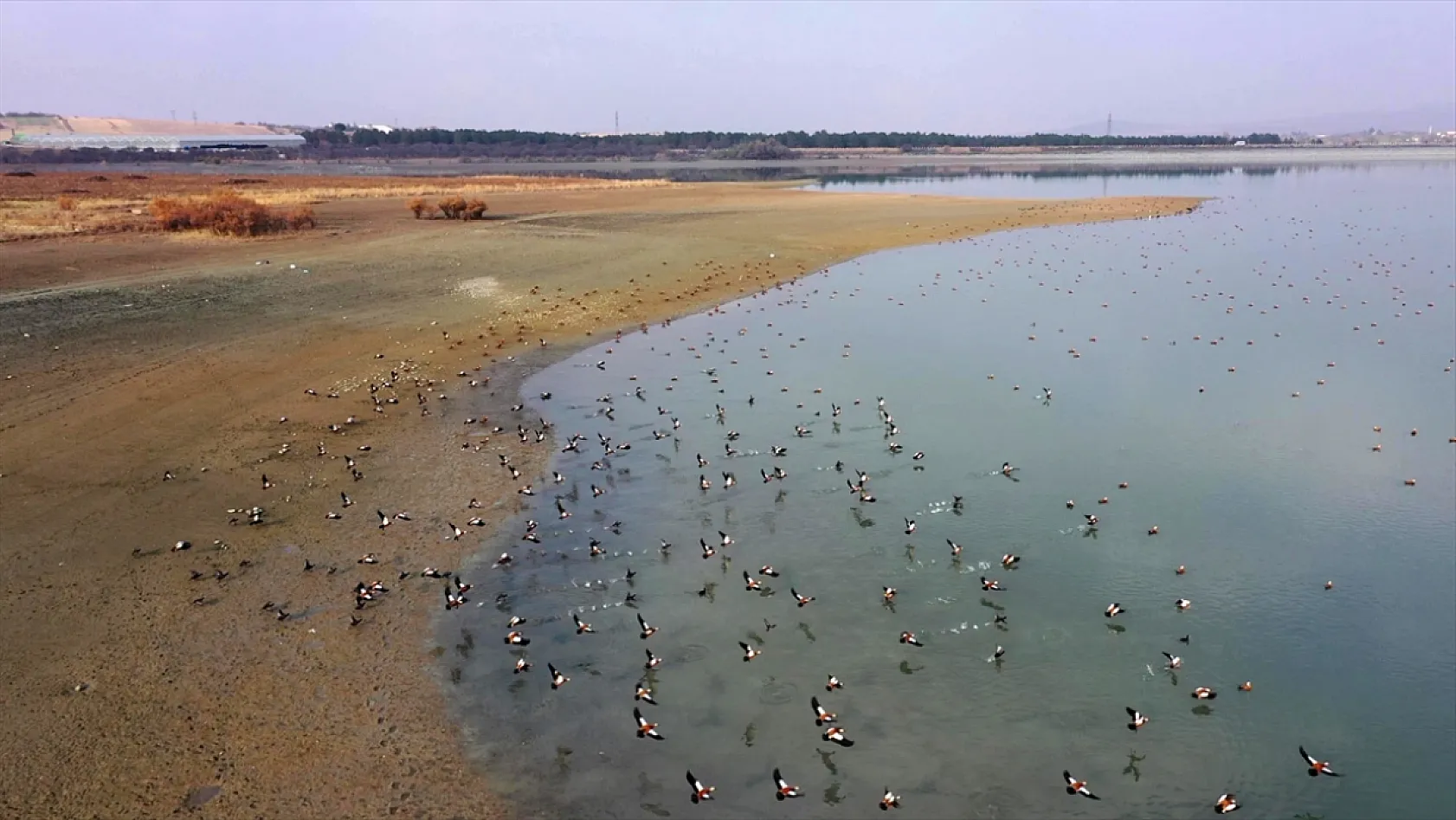 Cip Baraj Gölü binlerce göçmen kuşu ağırlıyor