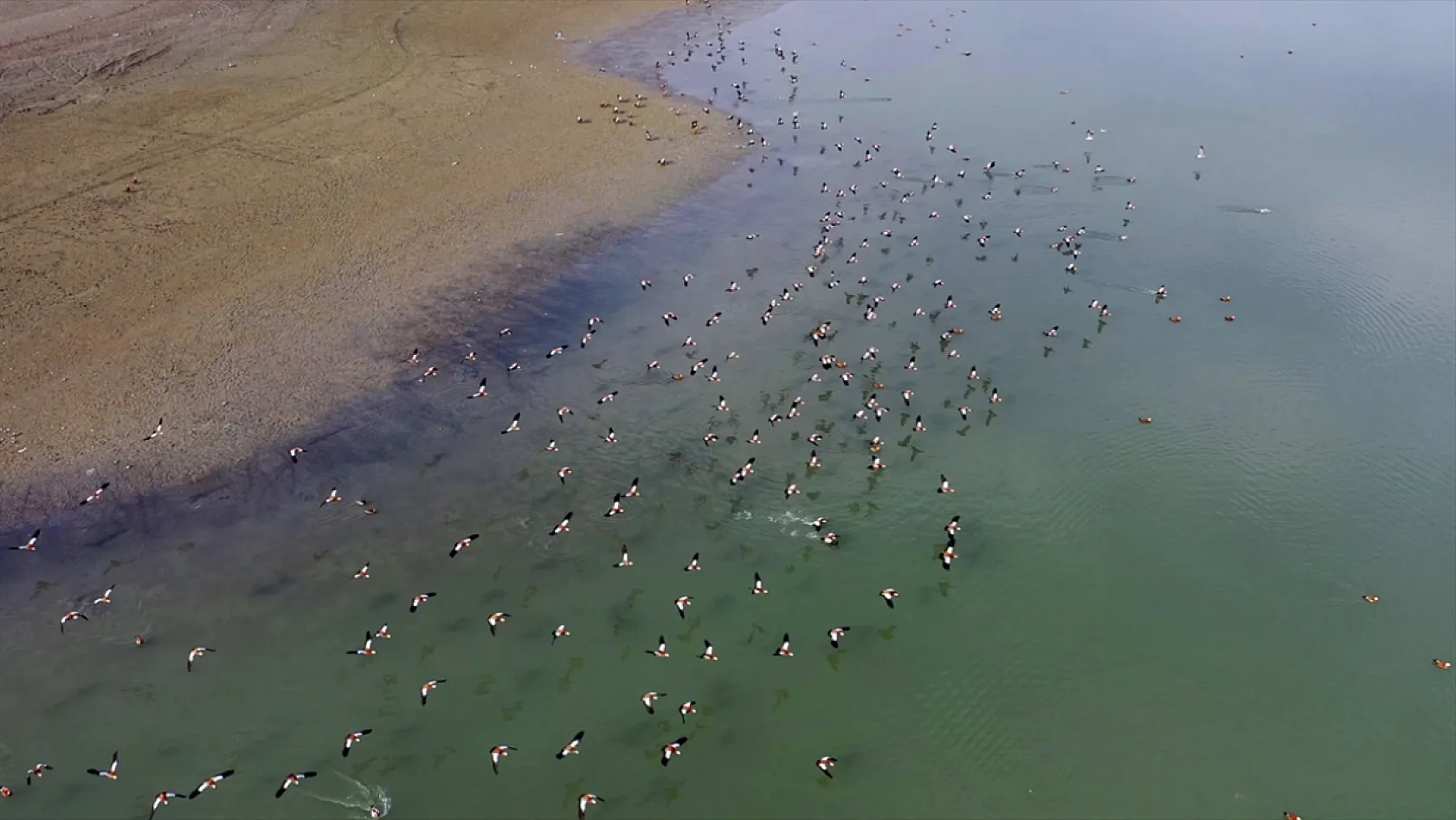 Cip Baraj Gölü binlerce göçmen kuşu ağırlıyor