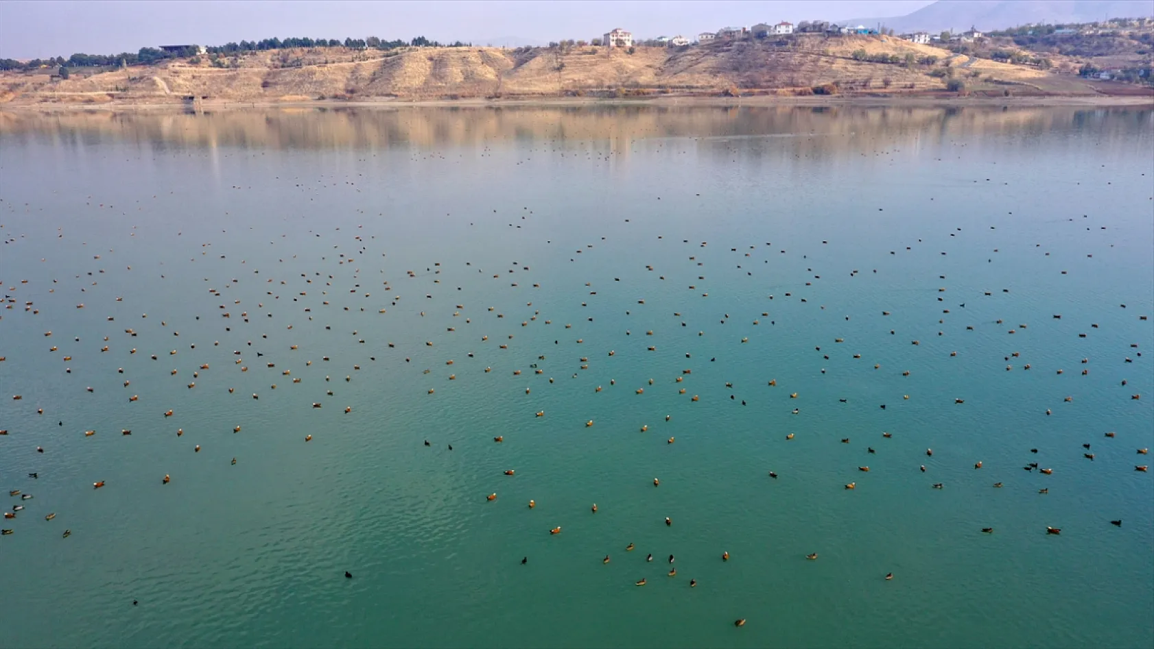 Cip Baraj Gölü binlerce göçmen kuşu ağırlıyor