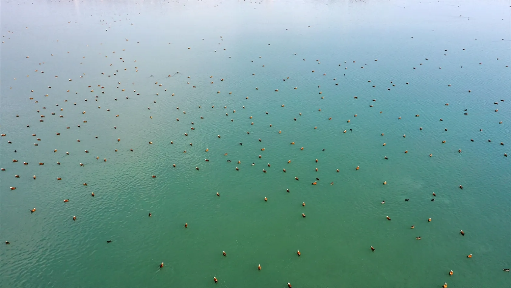 Cip Baraj Gölü binlerce göçmen kuşu ağırlıyor