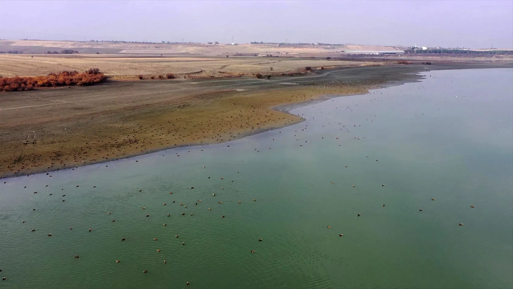 Cip Baraj Gölü binlerce göçmen kuşu ağırlıyor