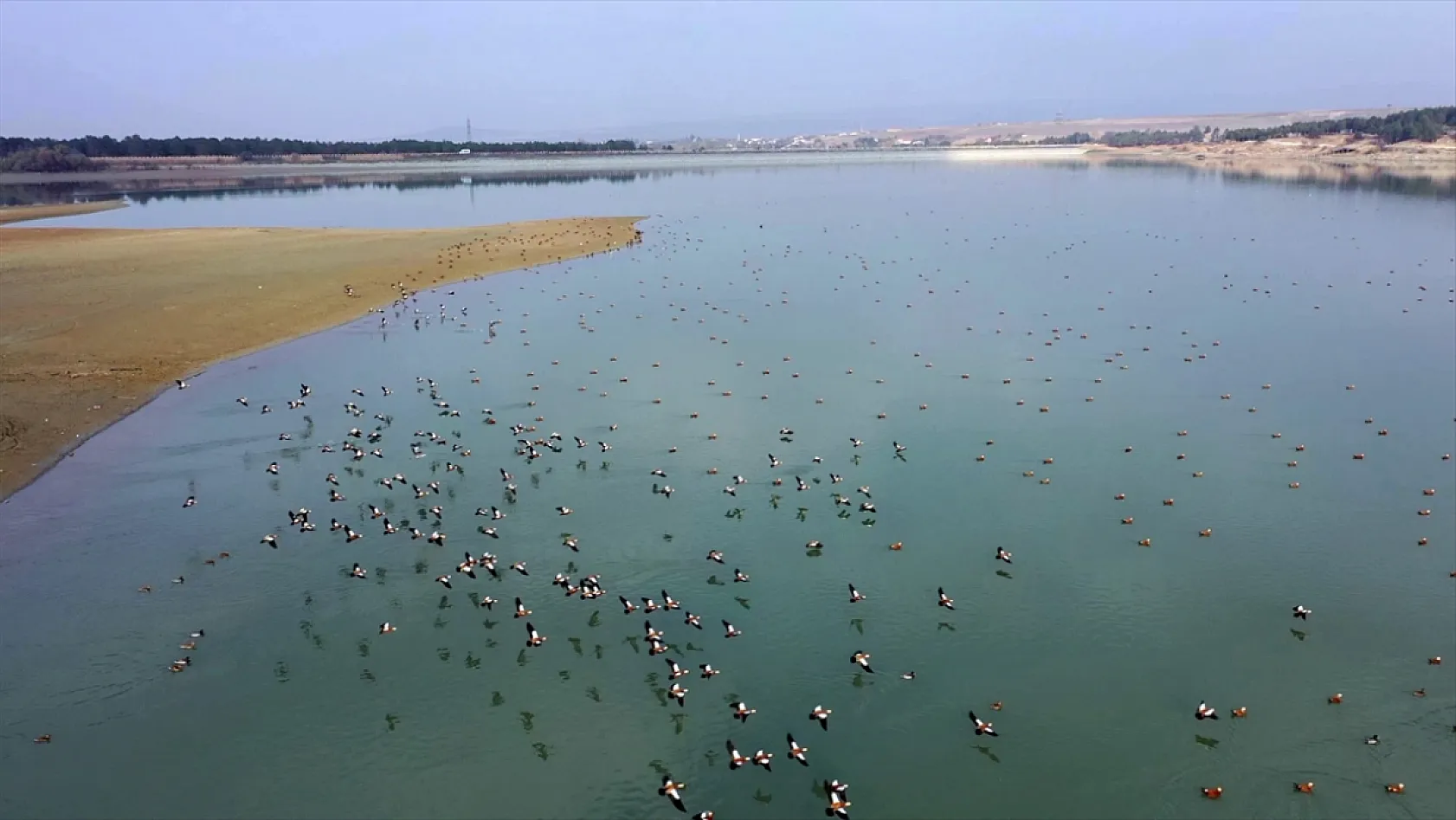 Cip Baraj Gölü binlerce göçmen kuşu ağırlıyor