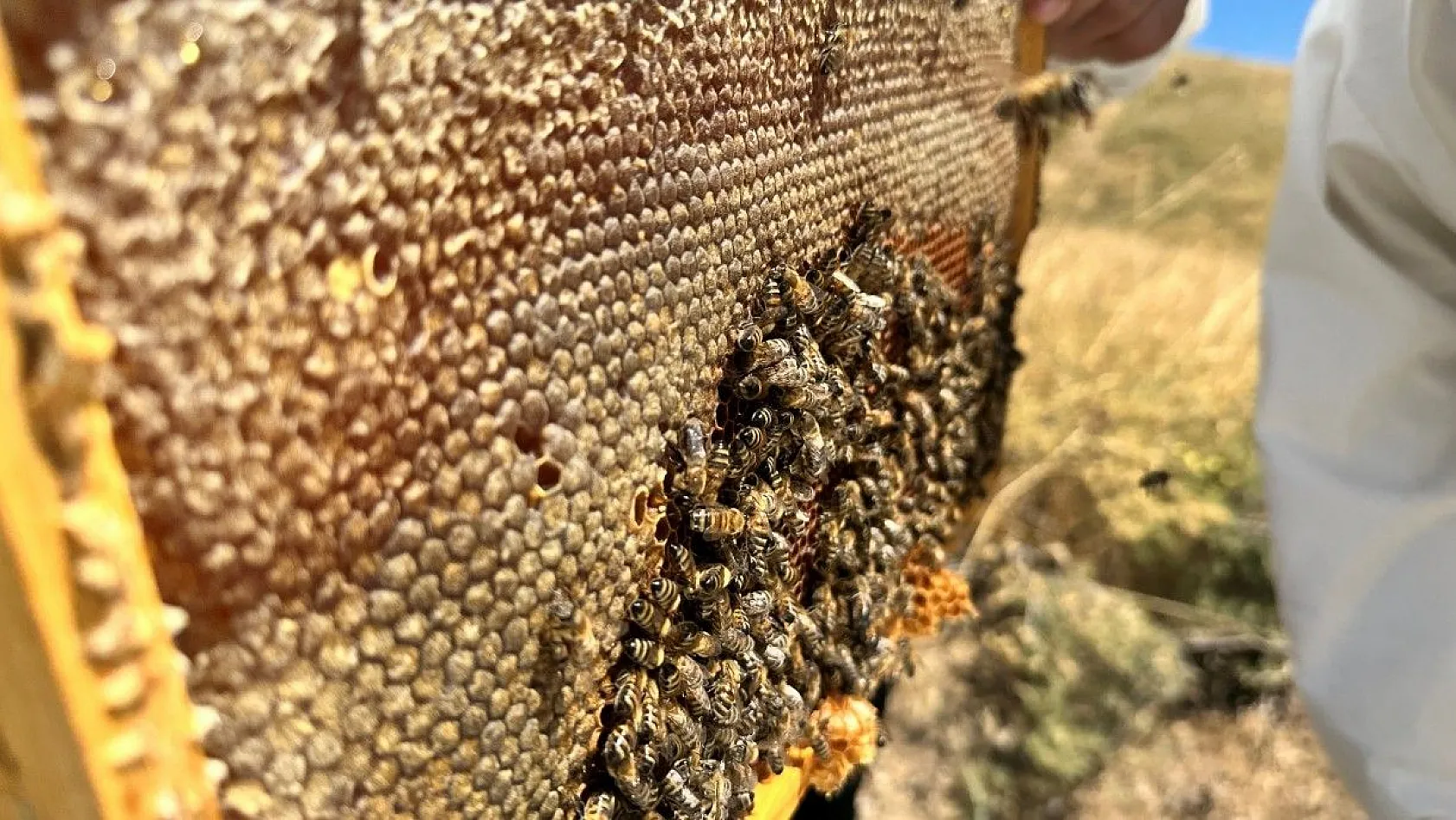 Tescilli 'geven' balının hasadı başladı