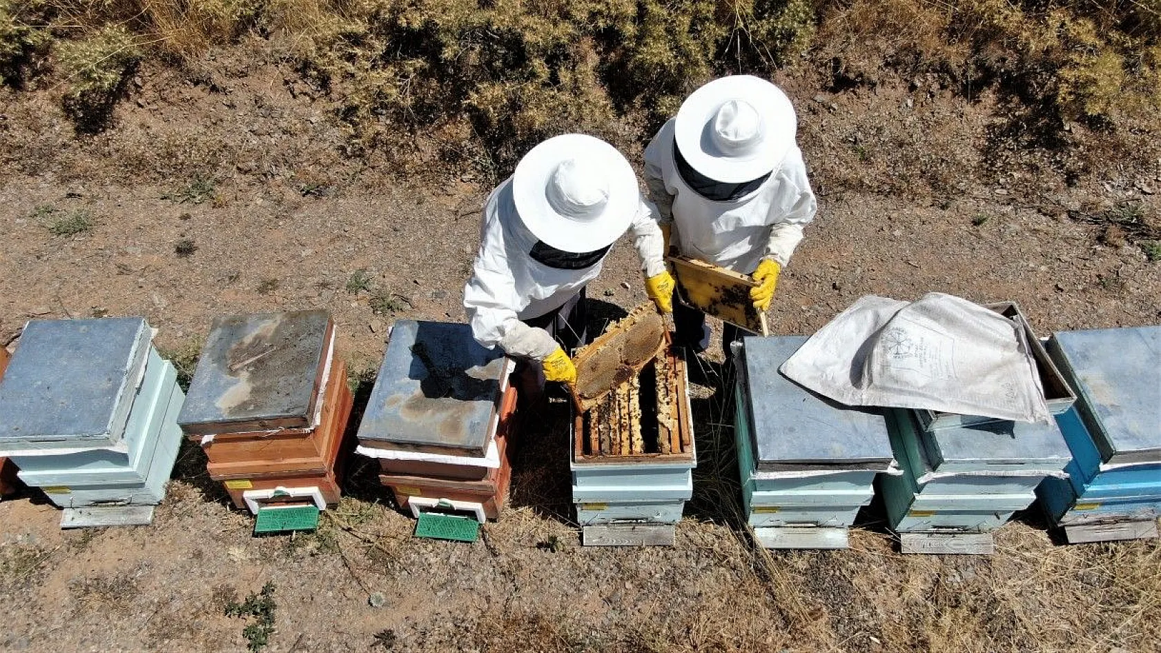 Tescilli 'geven' balının hasadı başladı