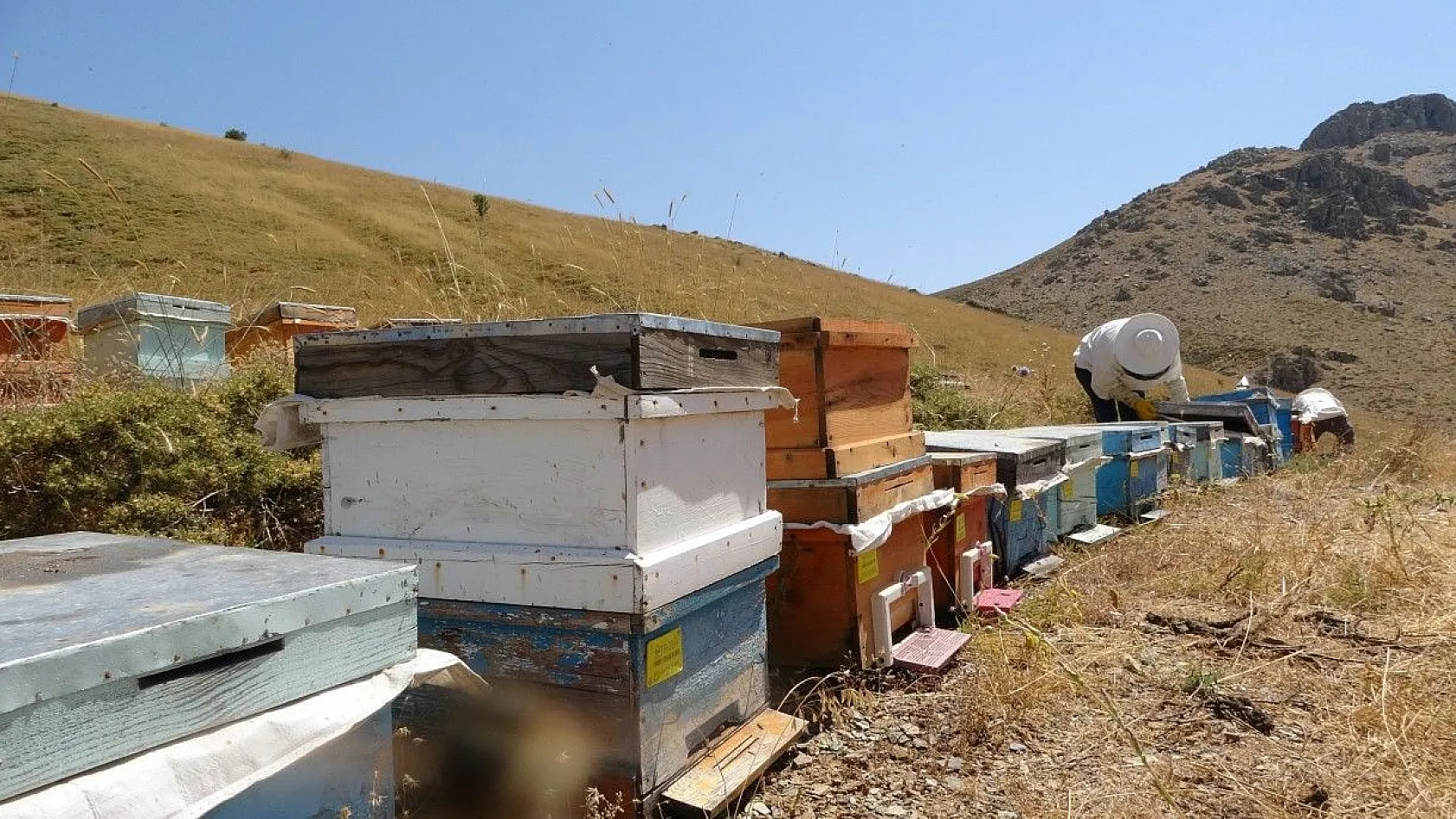 Tescilli 'geven' balının hasadı başladı