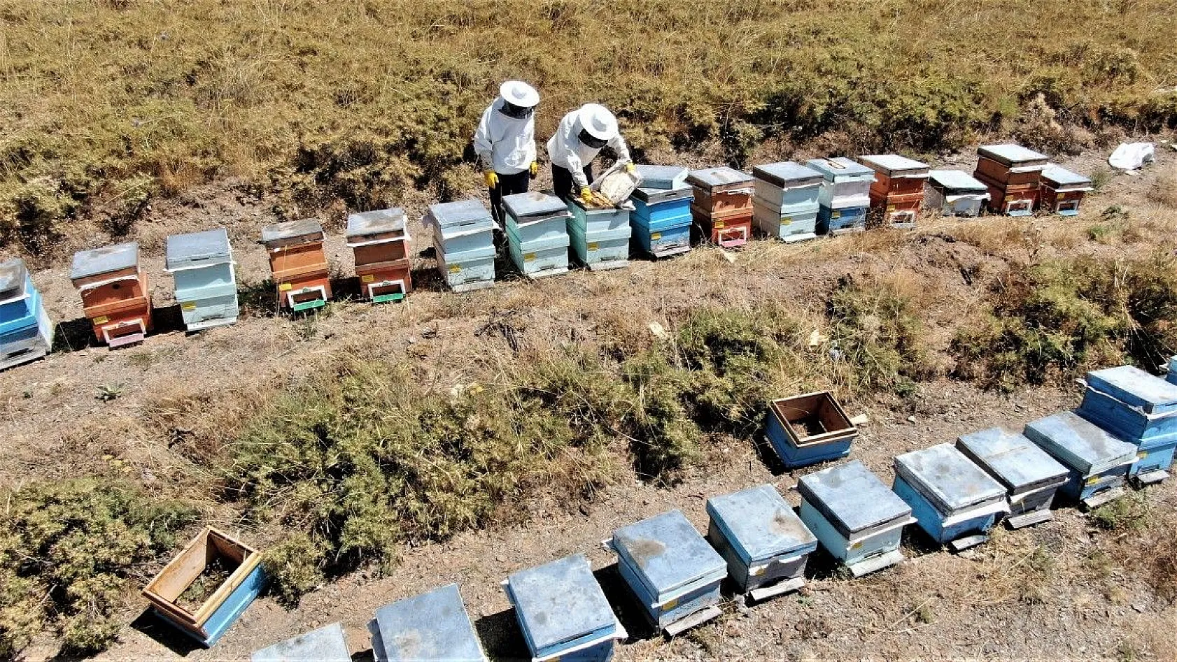 Tescilli 'geven' balının hasadı başladı