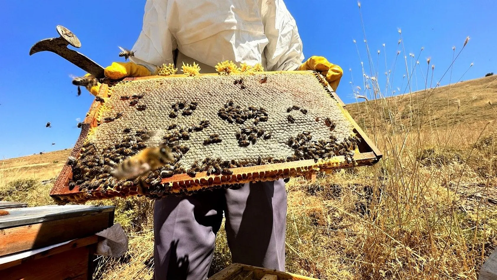 Tescilli 'geven' balının hasadı başladı