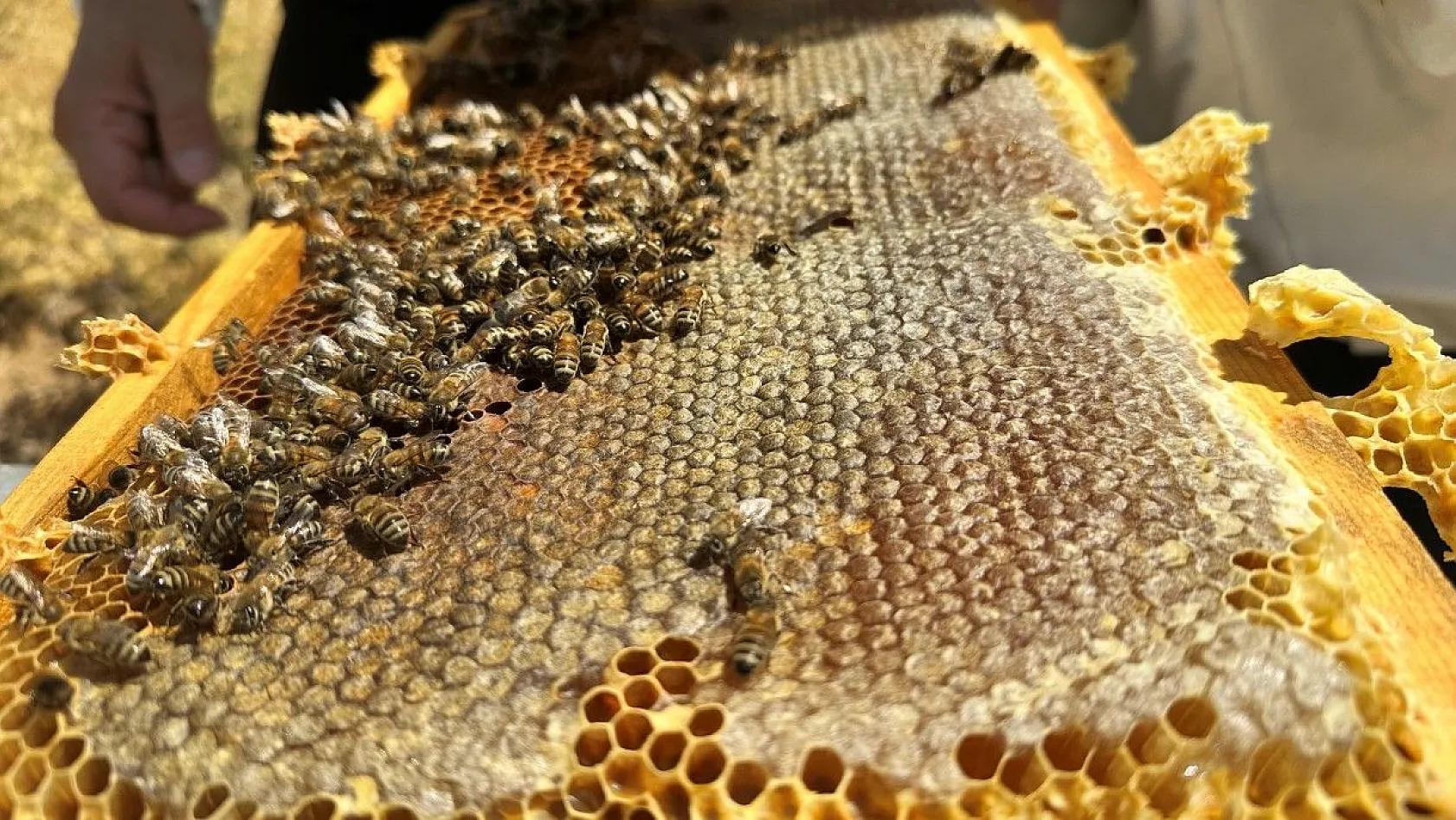 Tescilli 'geven' balının hasadı başladı