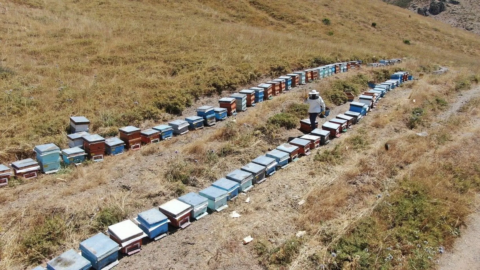 Tescilli 'geven' balının hasadı başladı