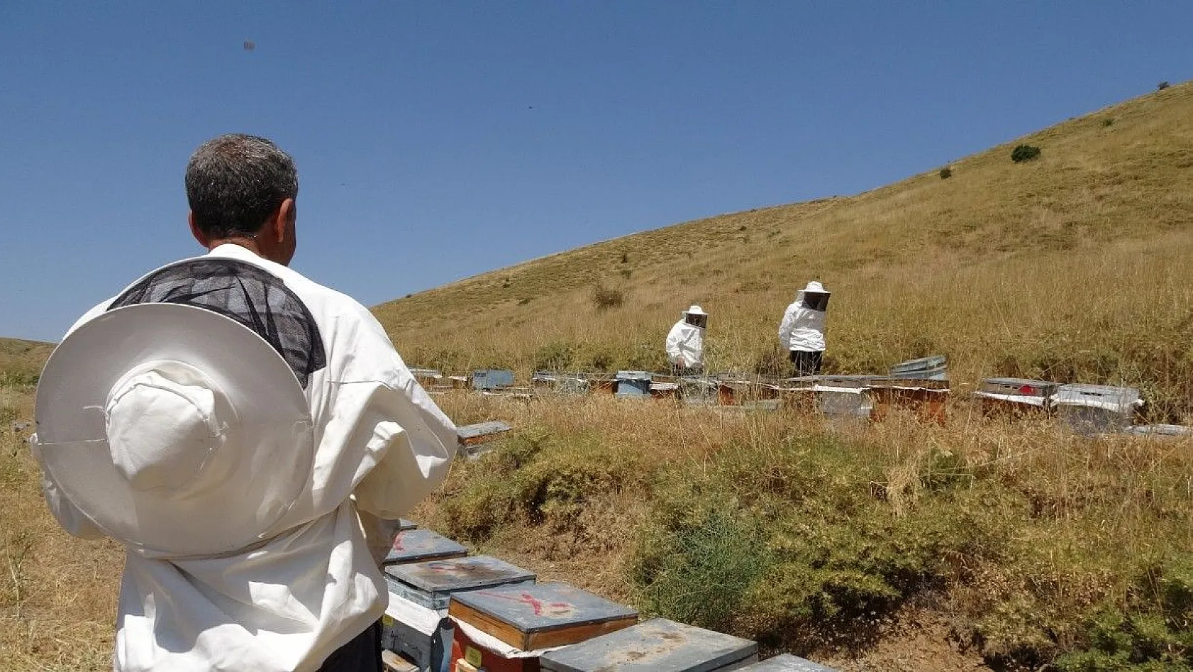 Tescilli 'geven' balının hasadı başladı