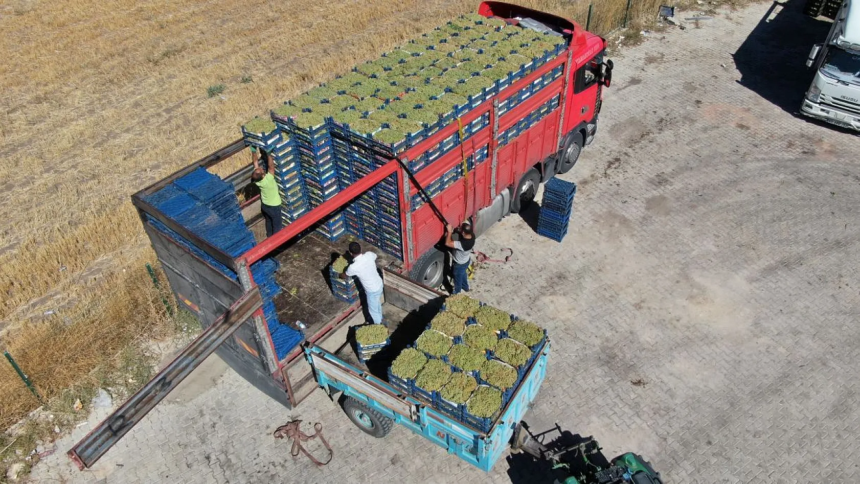 Elazığ'da 'bağbozumu' heyecanı