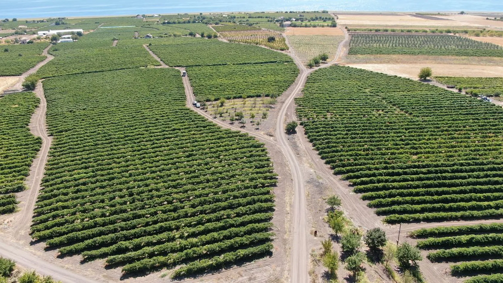 Elazığ'da 'bağbozumu' heyecanı