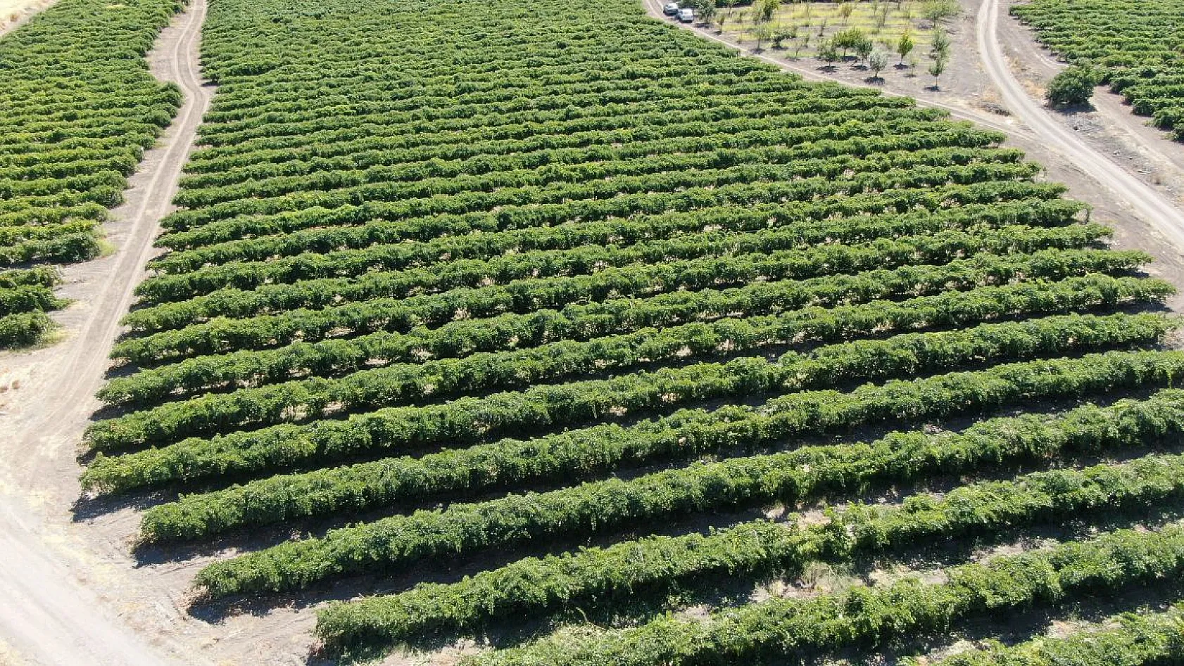 Elazığ'da 'bağbozumu' heyecanı