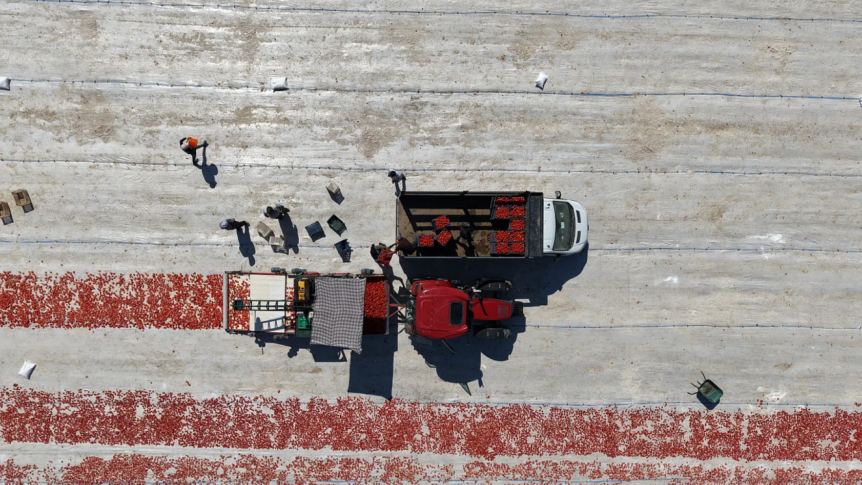 Elazığ'ın domatesleri dünya sofralarında