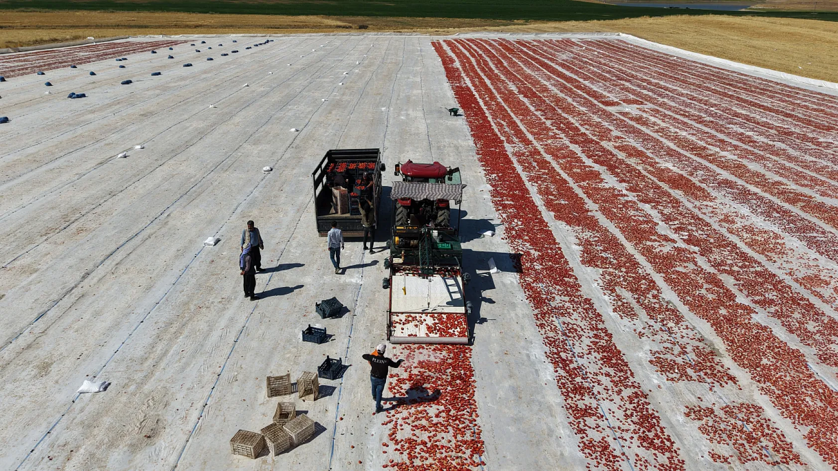 Elazığ'ın domatesleri dünya sofralarında