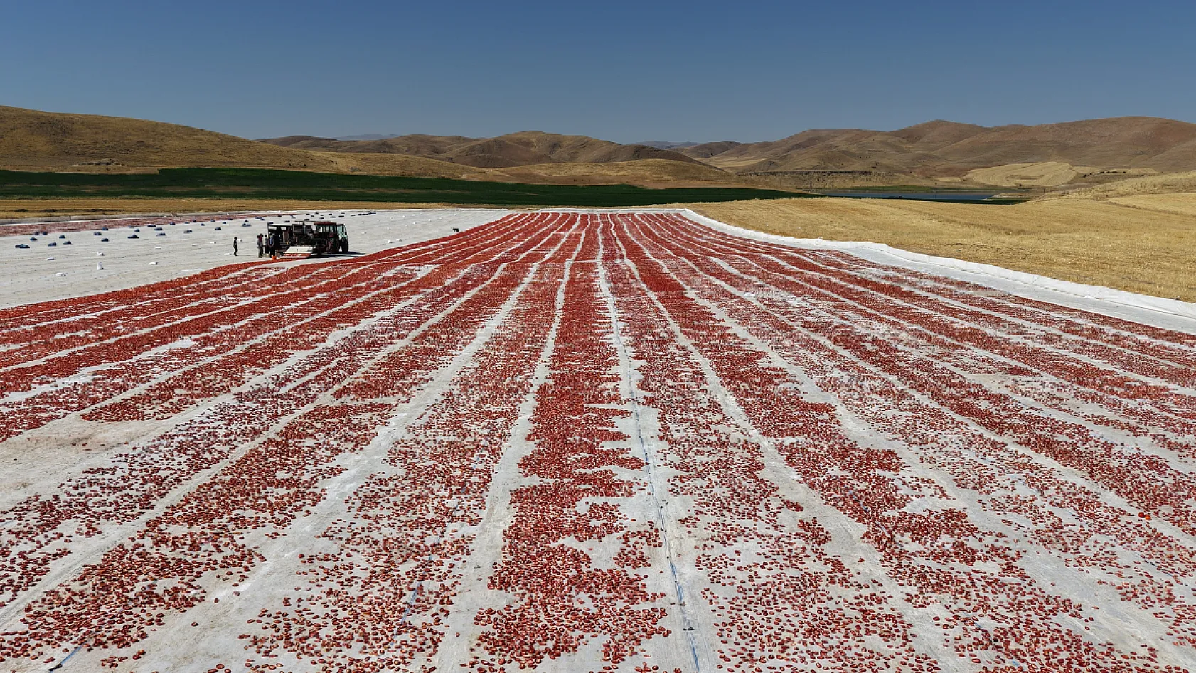 Elazığ'ın domatesleri dünya sofralarında