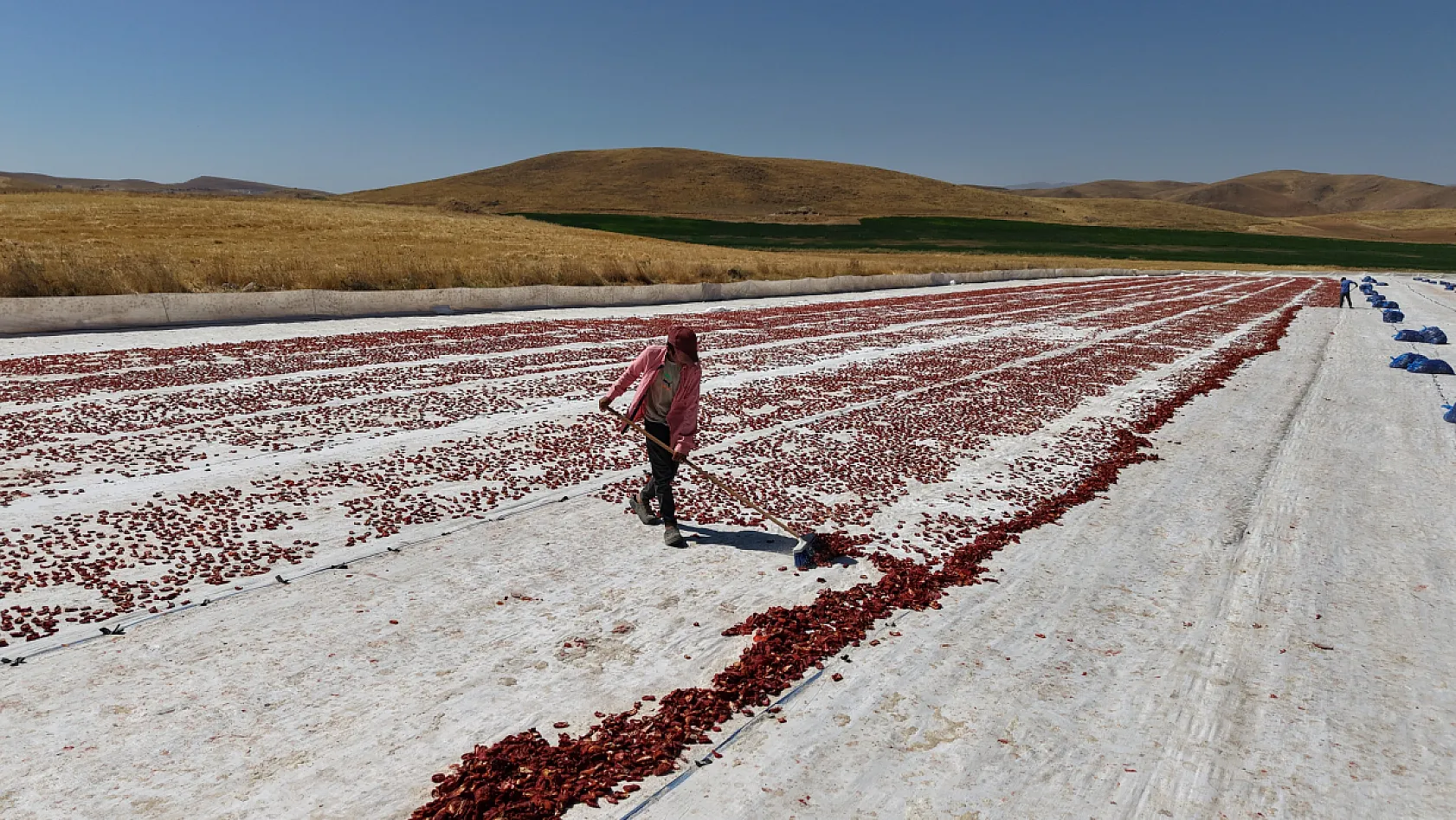 Elazığ'ın domatesleri dünya sofralarında