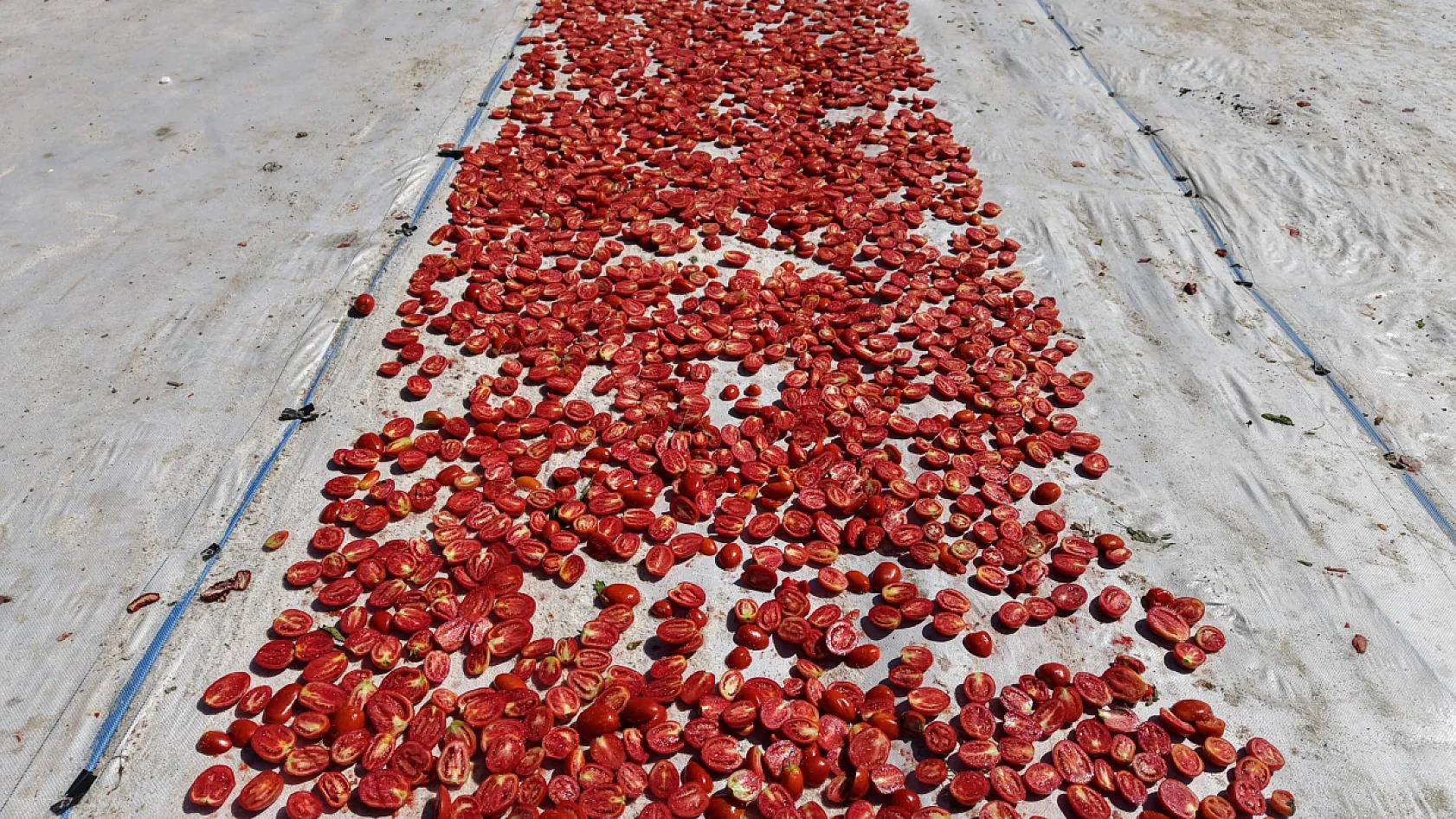 Elazığ'ın domatesleri dünya sofralarında