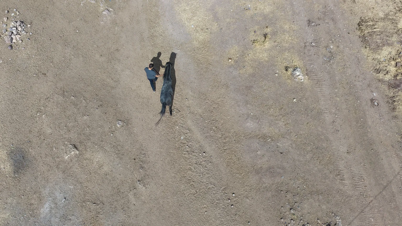 Osmanlı'nın unutulan atları Elazığ'da yeniden yetiştiriliyor