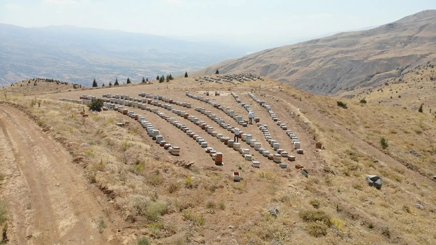 Arıcılar bu yıl da umduğunu bulamadı