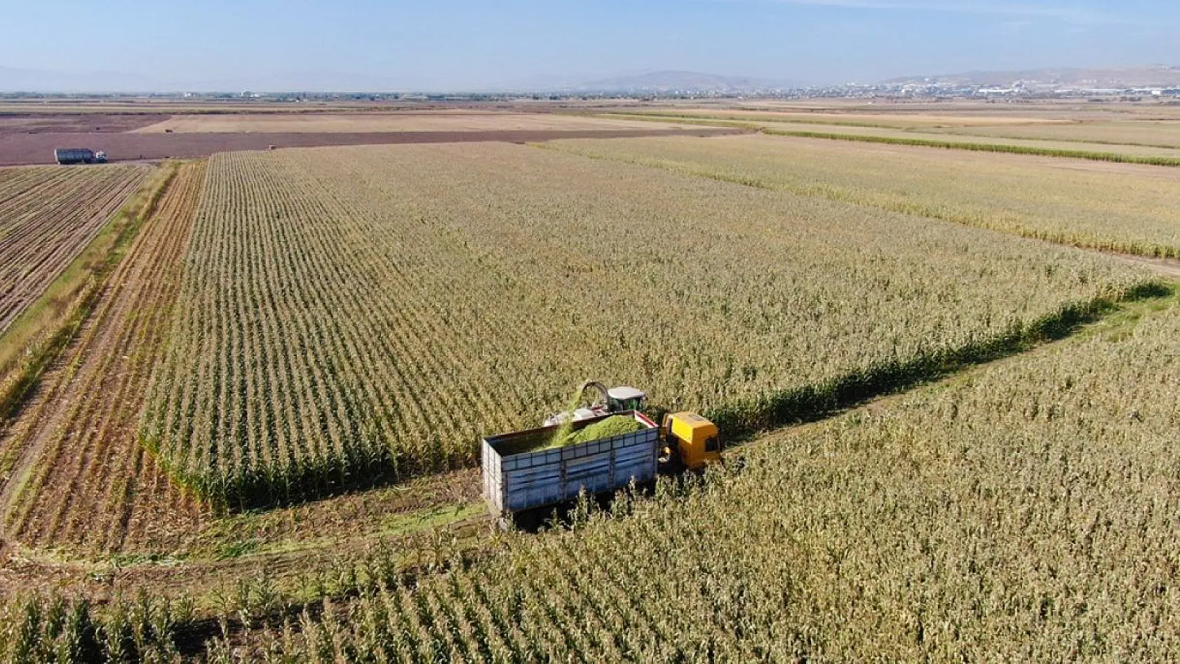 Silajlık mısır hasadı başladı