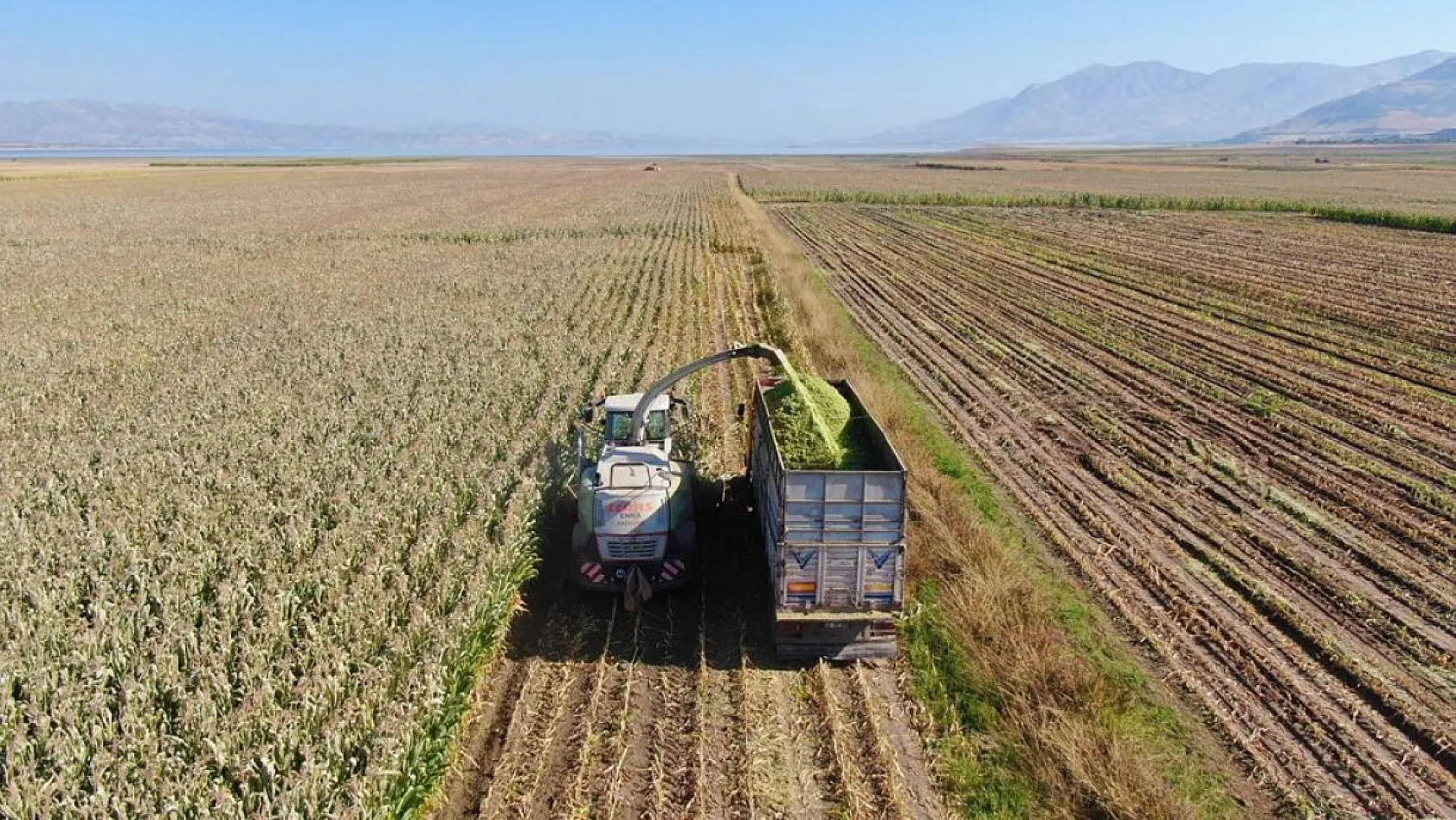 Silajlık mısır hasadı başladı
