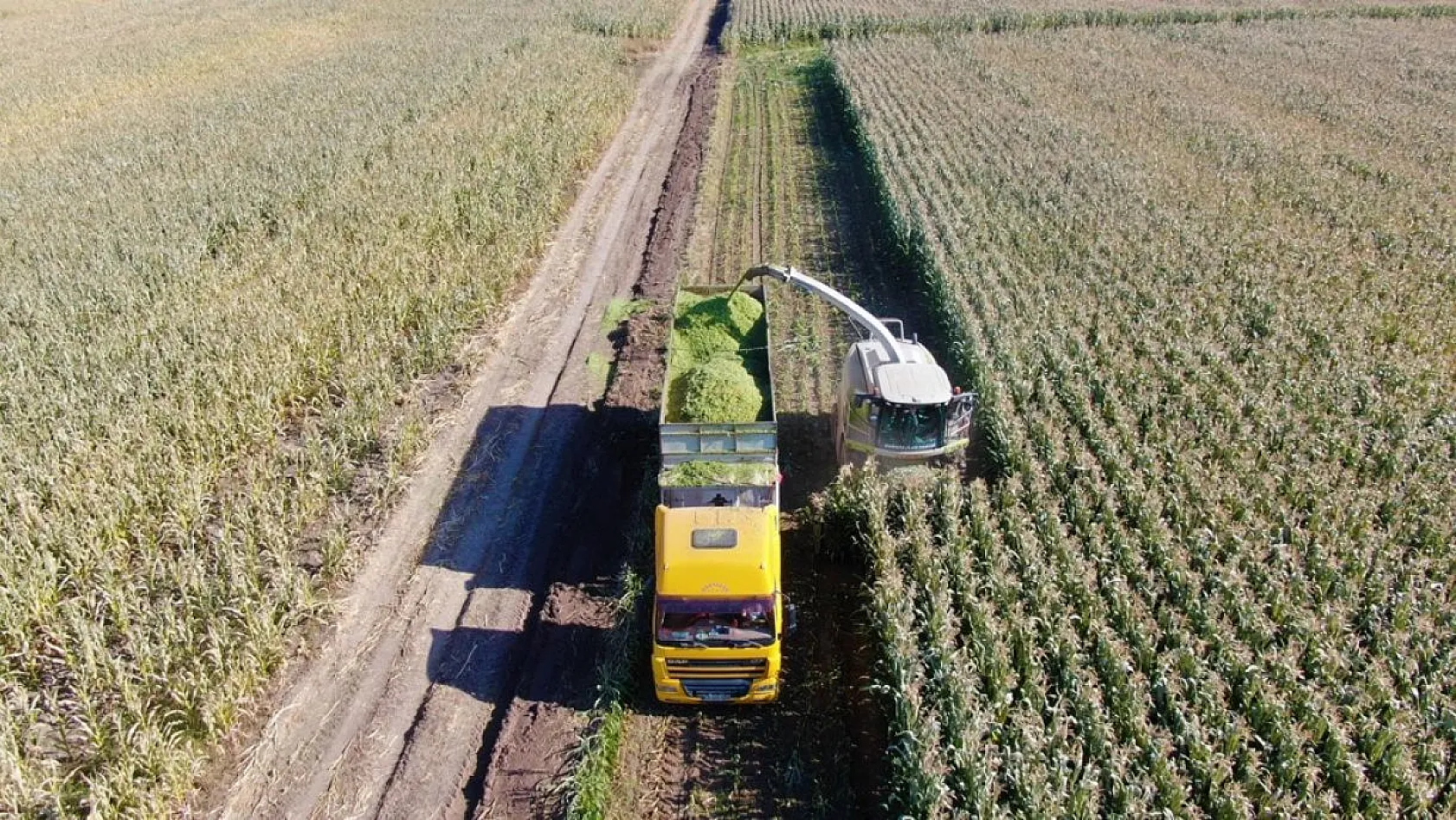Silajlık mısır hasadı başladı