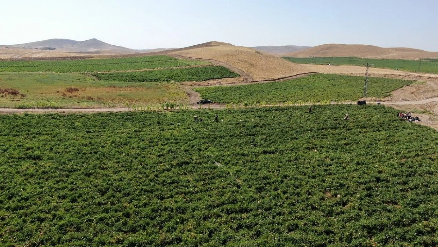 Kavurucu sıcak altında tarlada ekmek mücadelesi