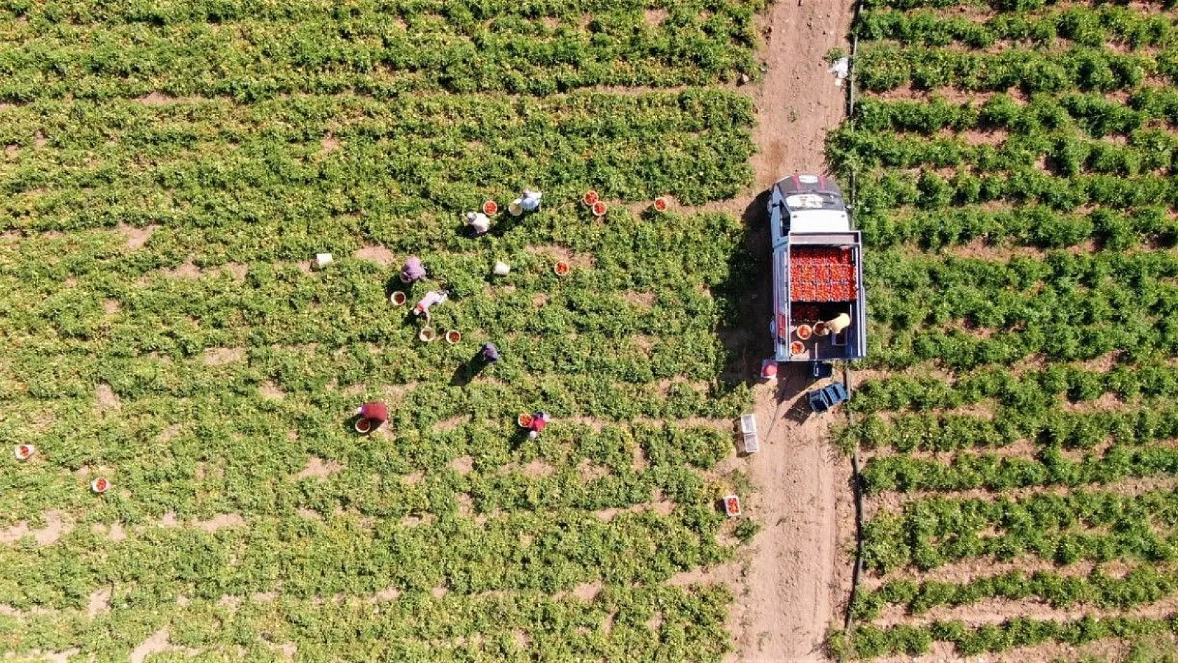 Mevsimlik işçiler kurutmalık domateslerden Türkiye haritası yaptı