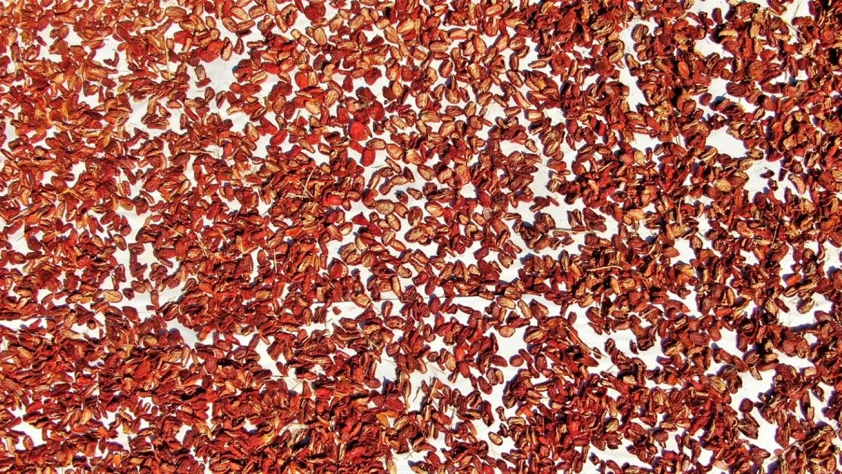 Mevsimlik işçiler kurutmalık domateslerden Türkiye haritası yaptı