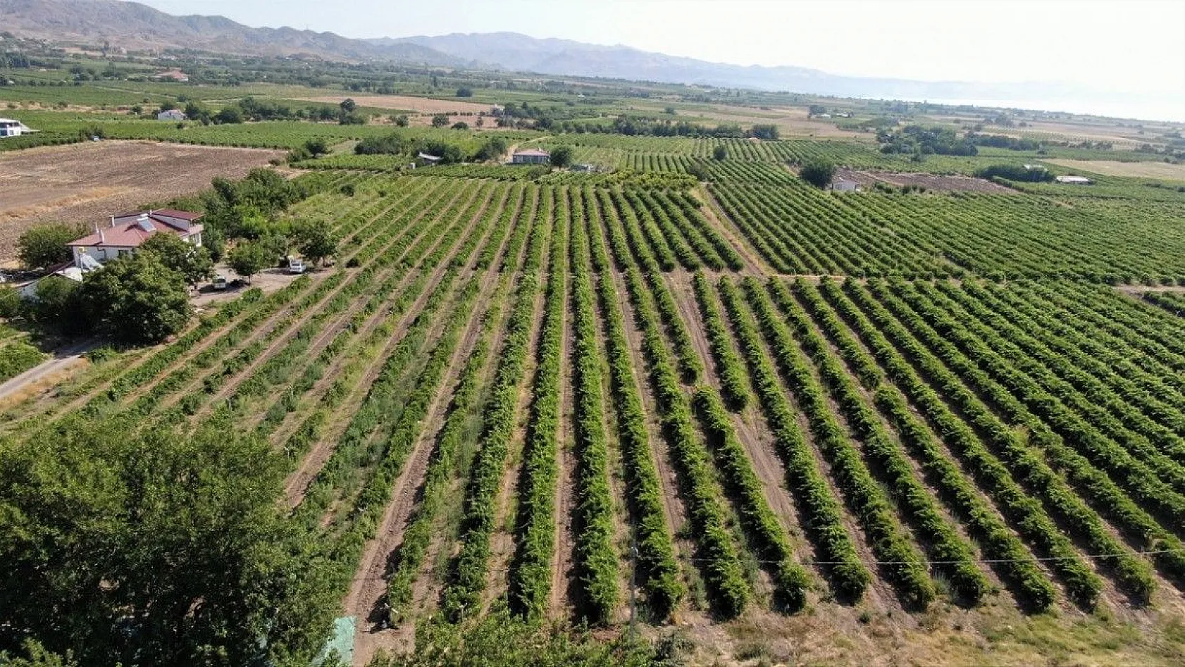 Mevsimlik işçiler kurutmalık domateslerden Türkiye haritası yaptı