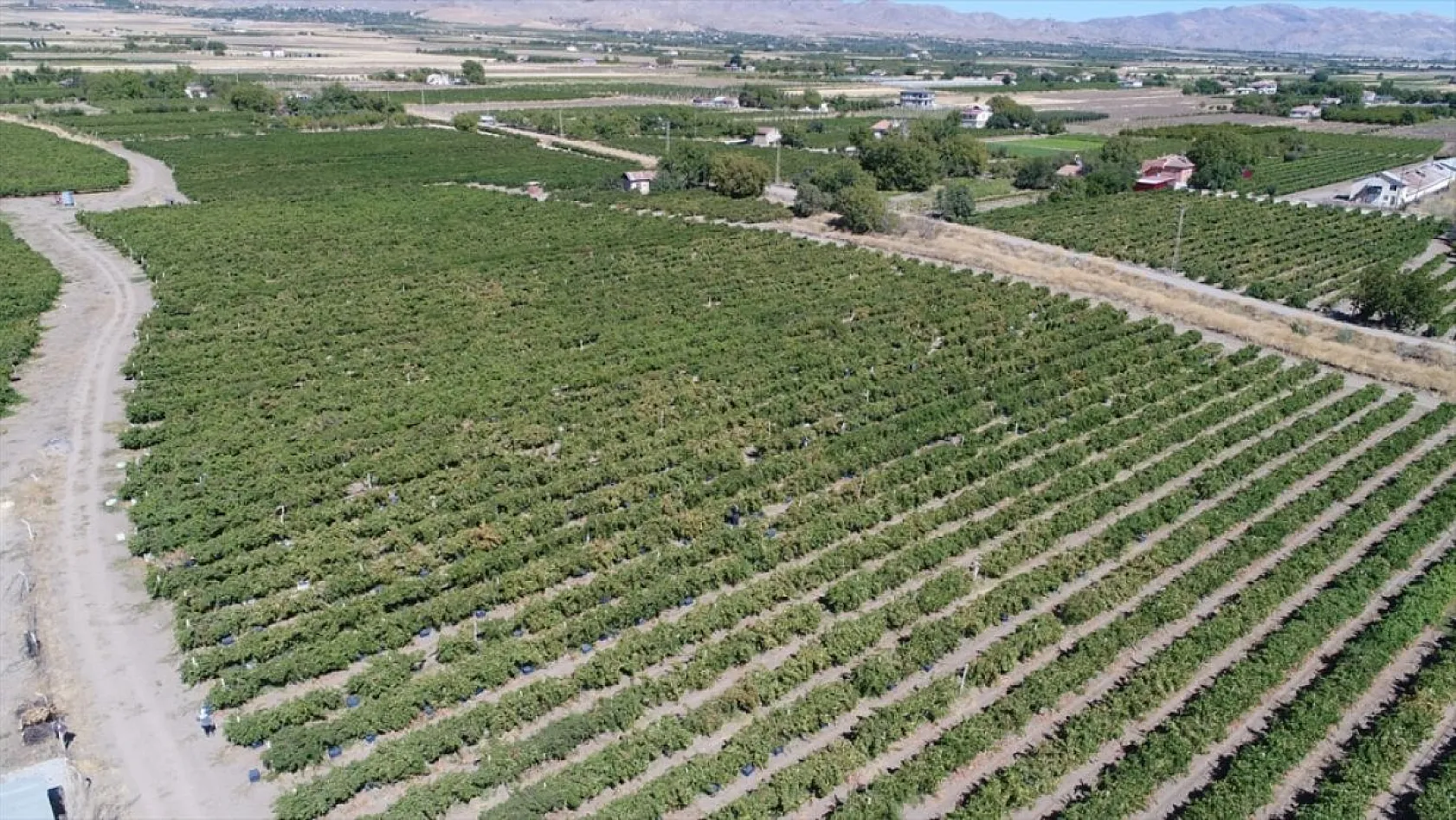 Elazığ'da yetiştirilen üzümde 81 bin ton rekolte bekleniyor