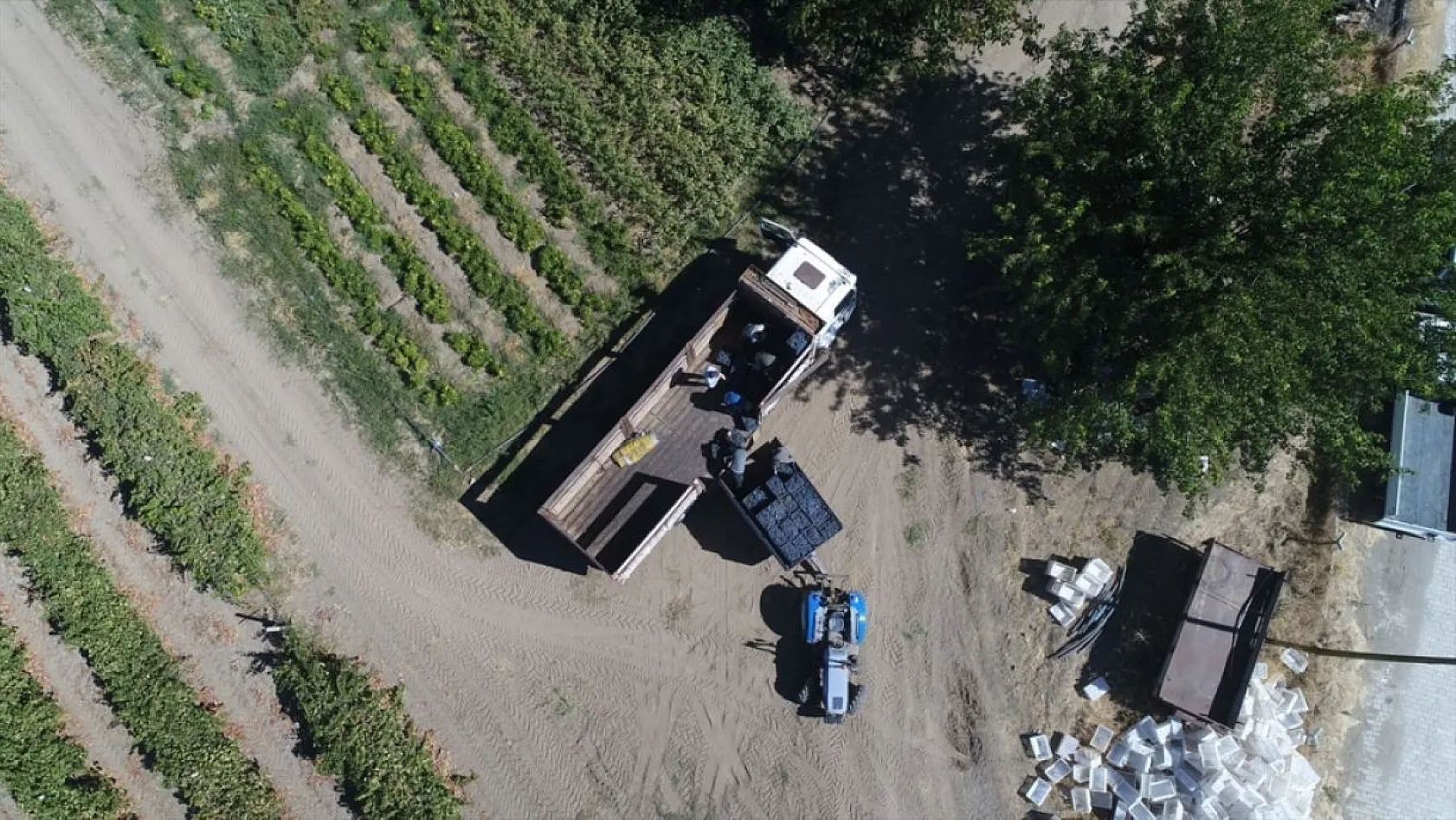 Elazığ'da yetiştirilen üzümde 81 bin ton rekolte bekleniyor