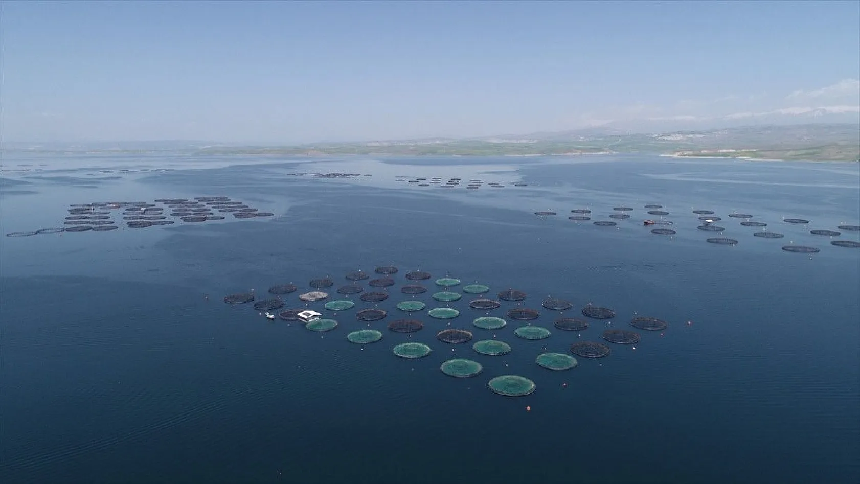Elazığ, havyar ve Mersin balığında üretim üssü olmaya aday